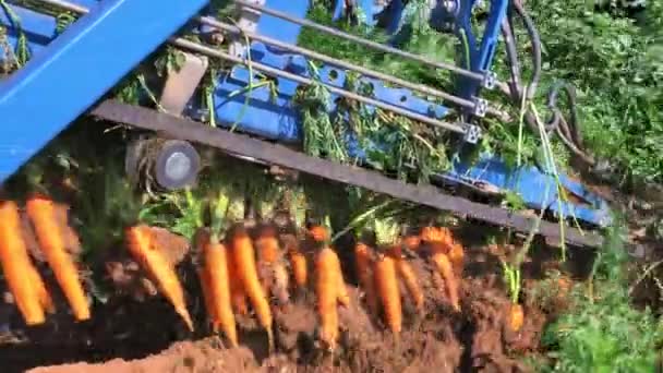 Wortelen uit de grond getrokken door een twee rijige wortelplukker. — Stockvideo