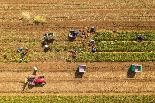 Agricoltori che raccolgono manualmente barbabietole mature in un grande campo. — Foto Stock