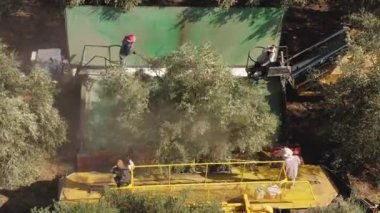 Zeytin Ağacı Sallayan Hasat operasyonu dört Polonyalı işçi tarafından destekleniyor..