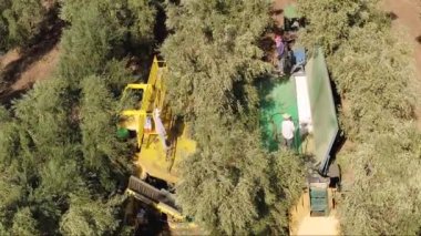 Zeytin Ağacı Sallayan Hasat operasyonu dört Polonyalı işçi tarafından destekleniyor..