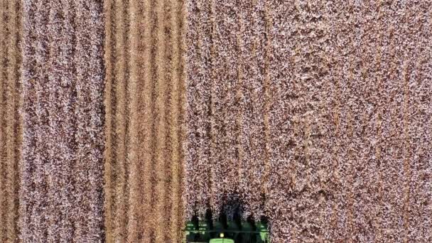 Съемка с воздуха большого сборщика хлопка, собирающего поле. — стоковое видео