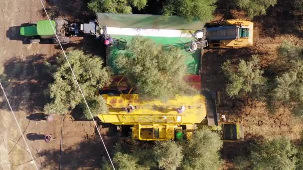 Olive Tree Shaker Sklizeň operace podporované čtyřmi Pole bití pracovníků. — Stock video
