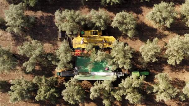 Операция по сбору урожая оливковых деревьев поддерживается четырьмя работниками, избивающими полюсов . — стоковое видео