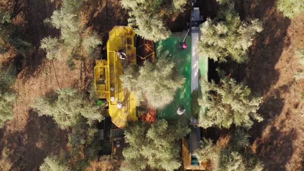 Operațiunea Olive Tree Shaker Harvester susținută de patru polonezi care au bătut muncitori . — Videoclip de stoc