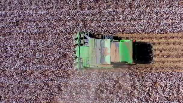 Luftaufnahmen eines großen Baumwollpflückers bei der Ernte eines Feldes. — Stockvideo