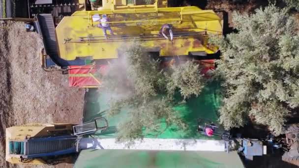 Olive Tree Shaker Harvester operatie ondersteund door vier Pool verslaan werknemers. — Stockvideo