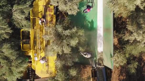 Olive Tree Shaker Harvester λειτουργία υποστηρίζεται από τέσσερις πολωνούς ξυλοδαρμό των εργαζομένων. — Αρχείο Βίντεο
