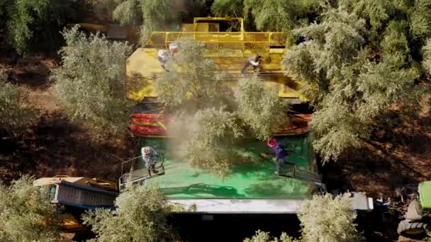 Olive Tree Shaker operacji kombajn obsługiwany przez czterech pracowników Polak bicie. — Wideo stockowe