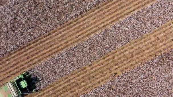 Luchtopname van een grote katoenplukker die een veld oogst. — Stockvideo