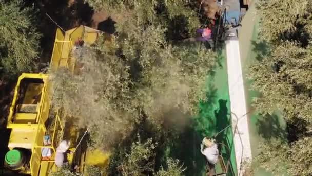Olivenbaum-Shaker-Erntemaschine wird von vier Polen unterstützt, die Arbeiter schlagen. — Stockvideo