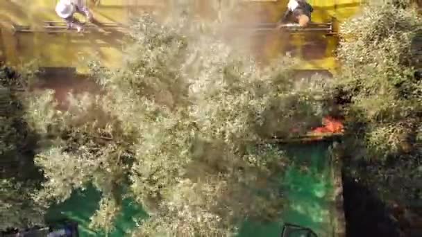 Olive Tree Shaker Harvester operatie ondersteund door vier Pool verslaan werknemers. — Stockvideo