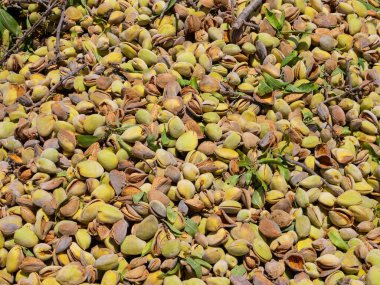 Taze toplanmış badem yığını, arkaplan resmi.