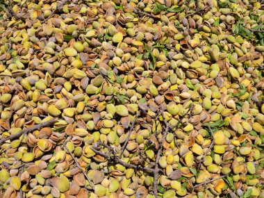 Taze toplanmış badem yığını, arkaplan resmi.