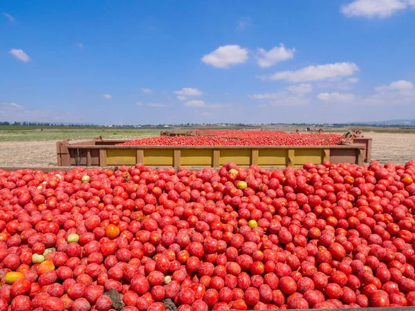 Reboques carregados com tomates frescos colhidos estacionados em um campo agrícola. — Fotografia de Stock