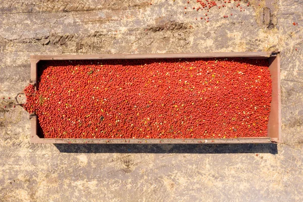 Remolques cargados con tomates frescos recogidos estacionados en un campo agrícola. — Foto de Stock