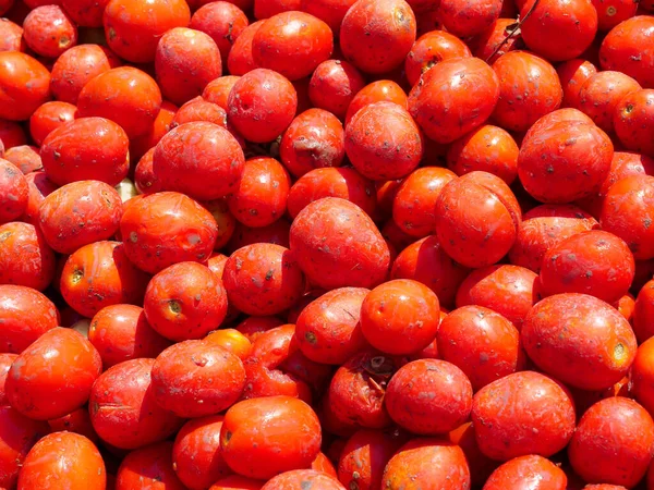 Frisch gepflückte vorgewaschene Tomaten Hintergrundbild. — Stockfoto