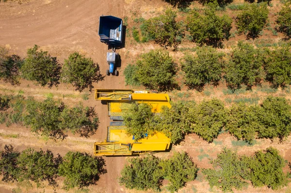 Almond tree harvest using a Mechanical arm to shake ripe Almonds off the tree. — Stock Photo, Image