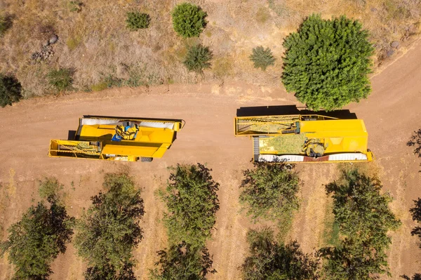 Raccolta di mandorli con un braccio meccanico per scuotere le mandorle mature dall'albero. — Foto Stock