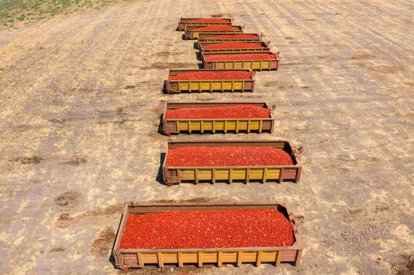 Reboques carregados com tomates frescos colhidos estacionados em um campo agrícola. — Fotografia de Stock