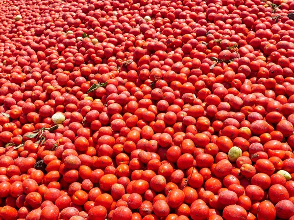 Taze yıkanmış domateslerin arkaplan resmi. — Stok fotoğraf