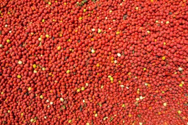 Taze yıkanmış domateslerin arkaplan resmi.