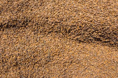 Taze toplanmış badem yığını, arkaplan resmi.