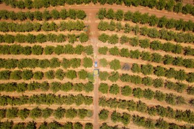 Traktör Badem ağaçlarından geçen taze bademlerle dolu..