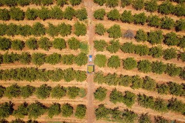 Traktör Badem ağaçlarından geçen taze bademlerle dolu..