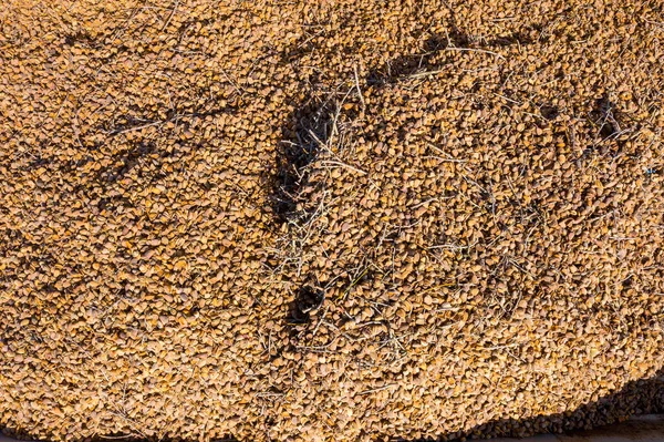 Taze toplanmış badem yığını, arkaplan resmi. — Stok fotoğraf
