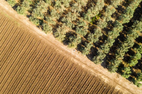 Olive tree plantation, Aerial image — Stock Photo, Image