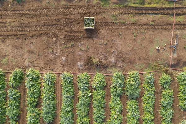 Imagem aérea de linhas de alcachofras maduras em um campo. — Fotografia de Stock