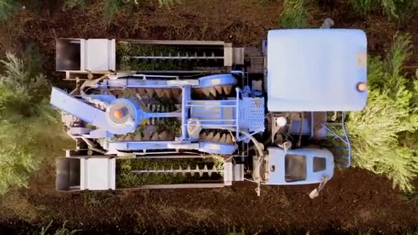 Colheitadeira de Azeitonas passando sobre fileiras de oliveiras, imagens aéreas do processo. — Vídeo de Stock
