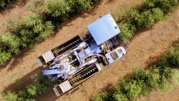 Olijfoogster die rijen olijfbomen passeert, luchtbeelden van het proces. — Stockvideo