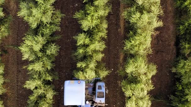 オリーブの収穫機がオリーブの木の列を通過し、プロセスの空中映像. — ストック動画