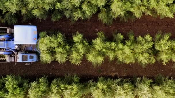 オリーブの収穫機がオリーブの木の列を通過し、プロセスの空中映像. — ストック動画