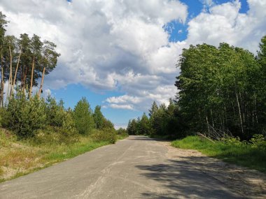 Ormana giden yol