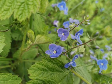 Veronica ormanda çiçek açıyor.
