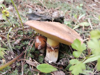 Ormanda yağlı mantarlar