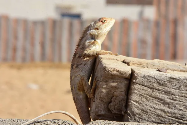 Tahta bir sopanın üzerinde yemek arayan bir bukalemun.