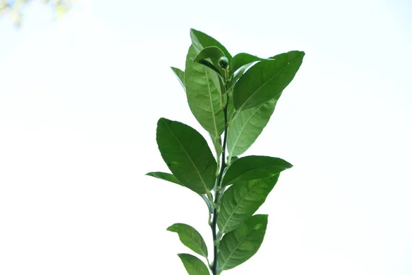 Yaprakların manzarası ve bir limon ağacının gövdesi