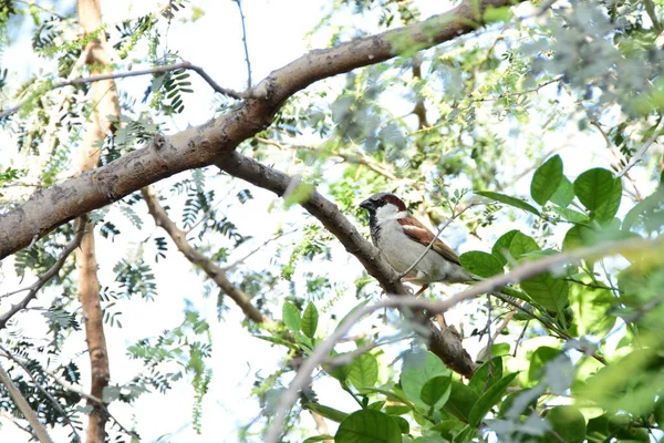 Uccello Seduto Albero Attesa Mangiare — Foto Stock