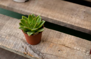 Ahşap tahta üzerinde yeşil houseplant seçici odak 