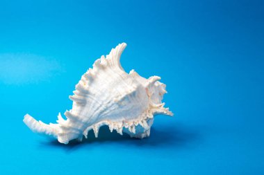 Mavi arka planda güzel deniz kabukları