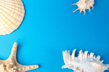Mavi arka planda güzel deniz kabukları