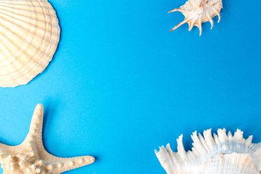 Mavi arka planda güzel deniz kabukları
