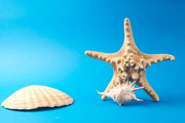 Mavi arka planda güzel deniz kabukları