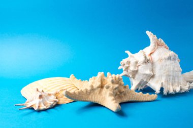 Mavi arka planda güzel deniz kabukları