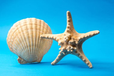 Mavi arka planda güzel deniz kabukları