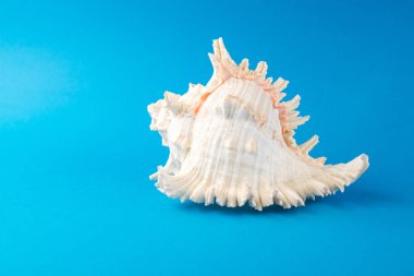 Mavi arka planda güzel deniz kabukları
