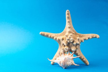 Mavi arka planda güzel deniz kabukları